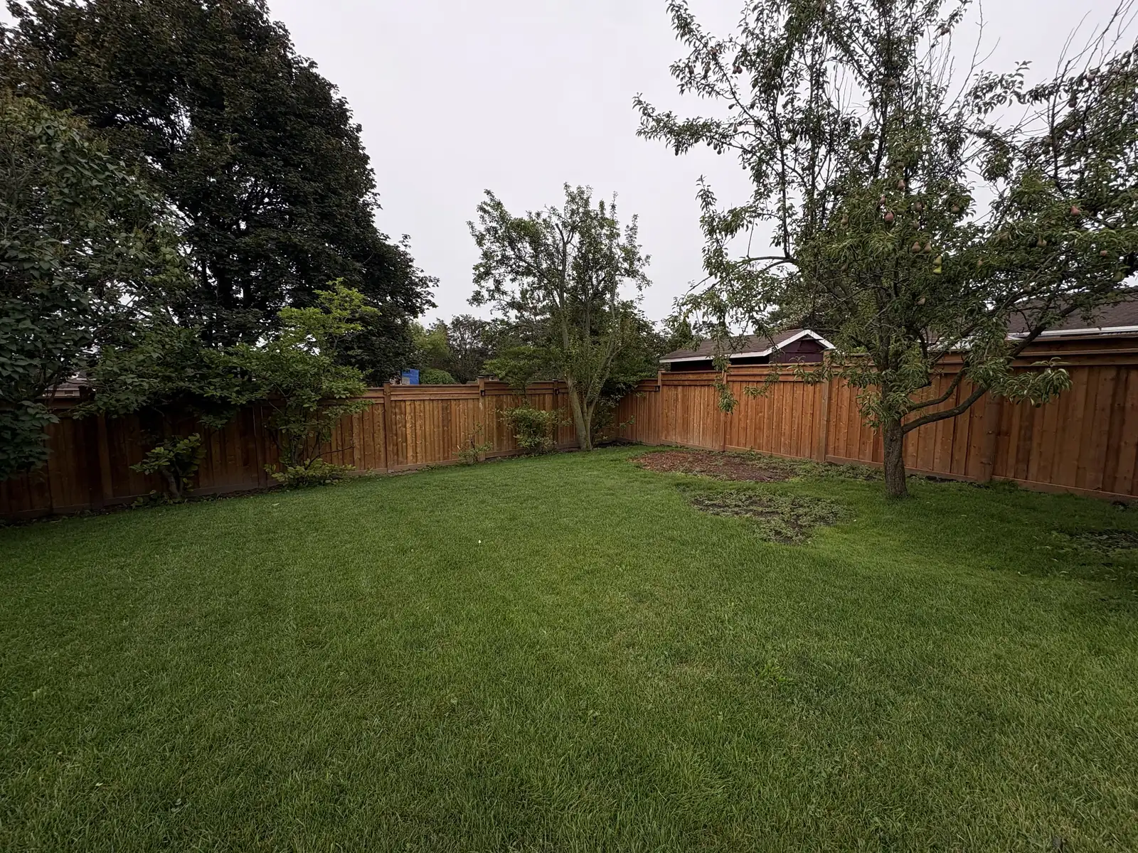 Finished cedar fence wrapping a backyard with mature trees and lawn